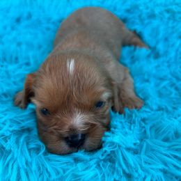 Hamilton - Ruby male Cavalier King Charles Spaniel puppy in Sacramento, California from Point of Grace Cavaliers