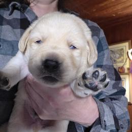 Yellow Boy 2 - Yellow male Labrador Retriever puppy in Andrews, South Carolina from Leyland Cypress Retrievers
