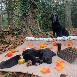 Labrador Retriever Puppies from Justice Retrievers