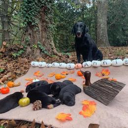 Labrador Retriever Puppies from Justice Retrievers
