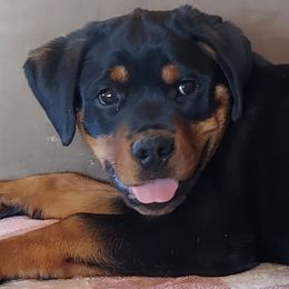 "A litter female4 months old" Rottweiler All Grown Up from Kennel vom Hause Locher