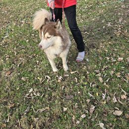 Max - Siberian Husky