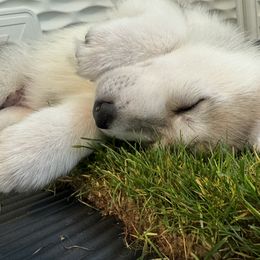 Siberian Husky Puppies from Coldwind Kennel