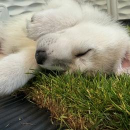 Siberian Husky Puppies from Coldwind Kennel