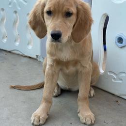 Purple collar female - Letty - Golden female Golden Retriever puppy in Yucaipa, California from Blessed Goldens