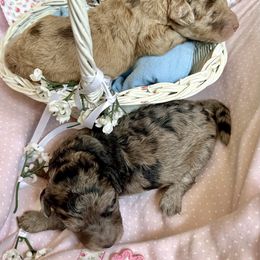 Aussiedoodle, Australian Shepherd, Dachshund, and Miniature Australian Shepherd Puppies from Bline’s Awesome Aussies at the Bline Family Farm