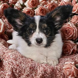 Ronnie - White black and tan male Papillon puppy in Lineville, Alabama from TimberLane Papillions!