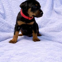 Boy red collar - Black and rust male Doberman Pinscher puppy in Centralia, Missouri from TopSpots Farm