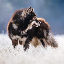 Tremor - Agouti and white male Siberian Husky puppy in Lakebay, Washington from Cascade Siberians