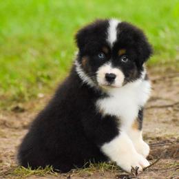 Mariposa - Black tri-color female Australian Shepherd puppy in Easton, Missouri from MMA Kennel