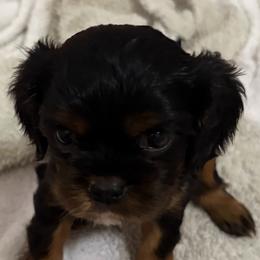 Blk and tan girl no 1 - Black and tan female Cavalier King Charles Spaniel puppy in Melbourne, Florida from Majestic Cavaliers of Melbourne FL
