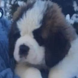 Saint Bernards from Kingdom Saint Bernards