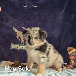 Han Solo - Blue merle male Australian Shepherd puppy in Smithfield, Utah from Invictus Farms