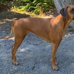 Rhodesian Ridgebacks from Mountain Lion Ridgebacks