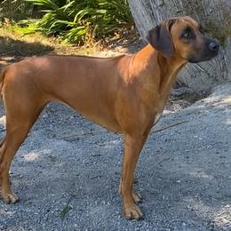 Rhodesian Ridgebacks from Mountain Lion Ridgebacks