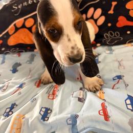 Bailey - Black brown and white male Basset Hound puppy in Dutton, Alabama from Synbella's Charming Basset's