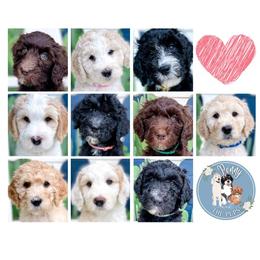 Bernedoodle, Goldendoodle, and Poodle Puppies from Penny and The Pups