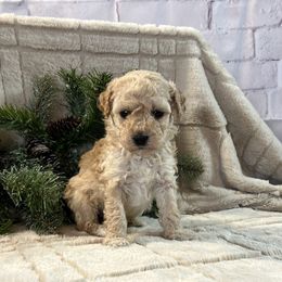 Cavapoo, Cockapoo, and Poodle Puppies from Shaffer Top Notch Puppies