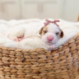 Hope - Parti female Goldendoodle puppy in Sulphur, Louisiana from Curly Q’s Of Carlyss