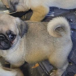 Girl 1 - Fawn female Pug puppy in Gaffney, South Carolina from Sunset Farms