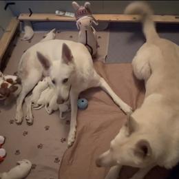 Boy 2 - White male German Shepherd puppy in Camarillo, California from WHITE CLOUD GERMAN SHEPHERDS