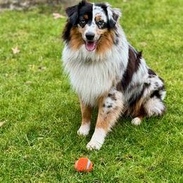 Australian Shepherd Puppies from Grissom’s Aussies