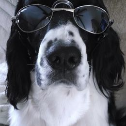 English Springer Spaniels from Tami Morris