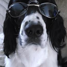 English Springer Spaniels from Tami Morris
