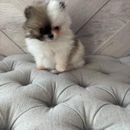 Oreo - Cream sable parti male Pomeranian puppy in Ladera Ranch, California from Tinkerpoms