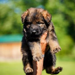 Eliska - Sable female German Shepherd puppy in Knowlton Township, New Jersey from Augenblick Kennels