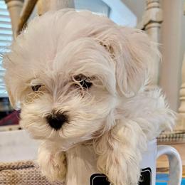 Lil-Bit (red boy) - White male Bichon Frise puppy in Lavon, Texas from Sissy’s Heavenly Paws