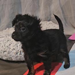 Puppy2 - Black and tan male Russian Toy puppy in San Diego, California from Chenier Russian toys