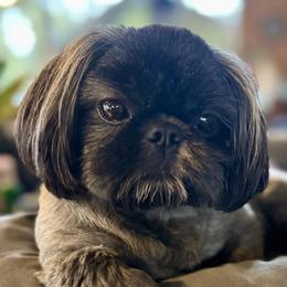 Binx - Shih Tzu