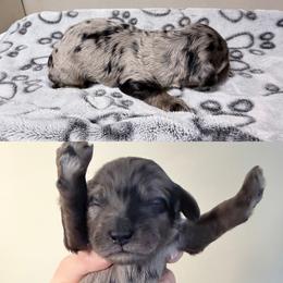 Ravioli - Merle male Cockapoo puppy in Clarks Summit, Pennsylvania from M&M Cockapoos