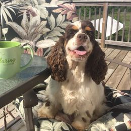Cocker Spaniels from Whirlwyn Kennels