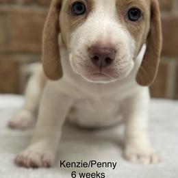 Kenzie - Lemon and white female Beagle puppy in Rogersville, Missouri from Hales Little Beagle Haven