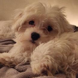Maltipoo puppies from Debra Stacey's Maltipoo Puppies