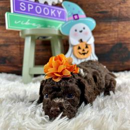 Dani - Brown and white female Cockapoo puppy in Lancaster, Missouri from Cavapoo Acres