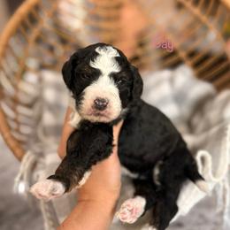 Bay - Tri-color female Bernedoodle puppy in Las Vegas, Nevada from Dose of Doodles