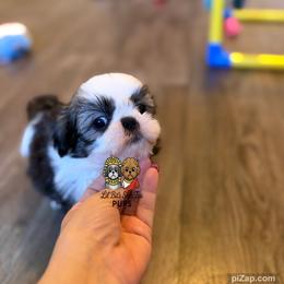 Cruz - Tricolor male Shih Tzu puppy in Walkertown, North Carolina from Lil’ Bit’s Shih Tzu