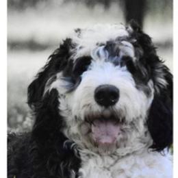 Claire - Bernedoodle