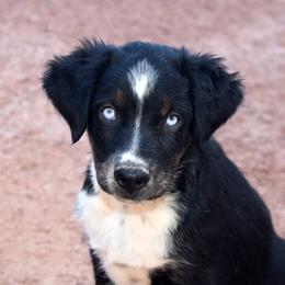 Willow - Black tri-color female Australian Shepherd puppy in San Tan Valley, Arizona from Mott Ranch - Blazin' Sun Aussies