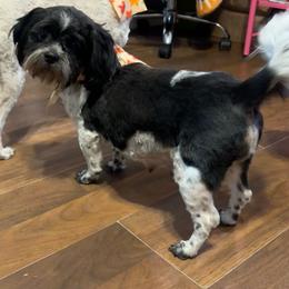 Greta - Shih Tzu