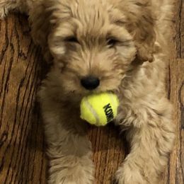 Goldendoodle Puppies from Jessie’s Doodles