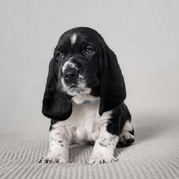 Peter - Black and white male Basset Hound puppy in Surprise, Arizona from Howlin Hounds