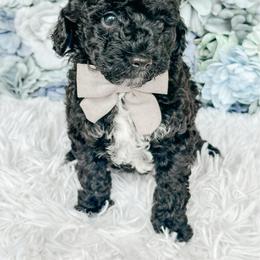 Rummi - Black and white male Bernedoodle puppy in Otisville, Michigan from Danie’s Darling Doodles LLC
