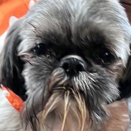 Ruby - Shih Tzu