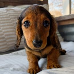 Zola 3200 - Red female Dachshund puppy in Sylvania, Alabama from Yancey’s Doxies
