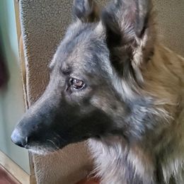 Cala - Shiloh Shepherd