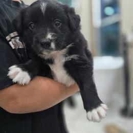 Blacky - Black tri male Miniature Australian Shepherd puppy in Pocahontas, Arkansas from Melissa's Mini Aussies